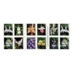 U.S. 2021 Wild Orchids Framed Forever Stamps